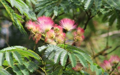 Perzische slaapboom snoeien voor een gezonde en sierlijke groei