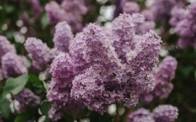 Sering stekken: Zo doe je het zelf