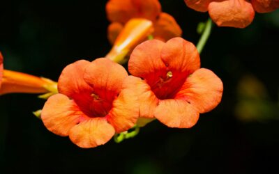 Trompetbloem nadelen: Wat je moet weten voor je deze klimplant aanplant
