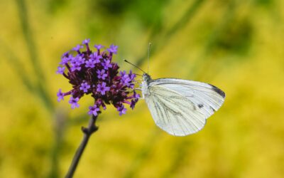 Paarse bloem op lange stengel
