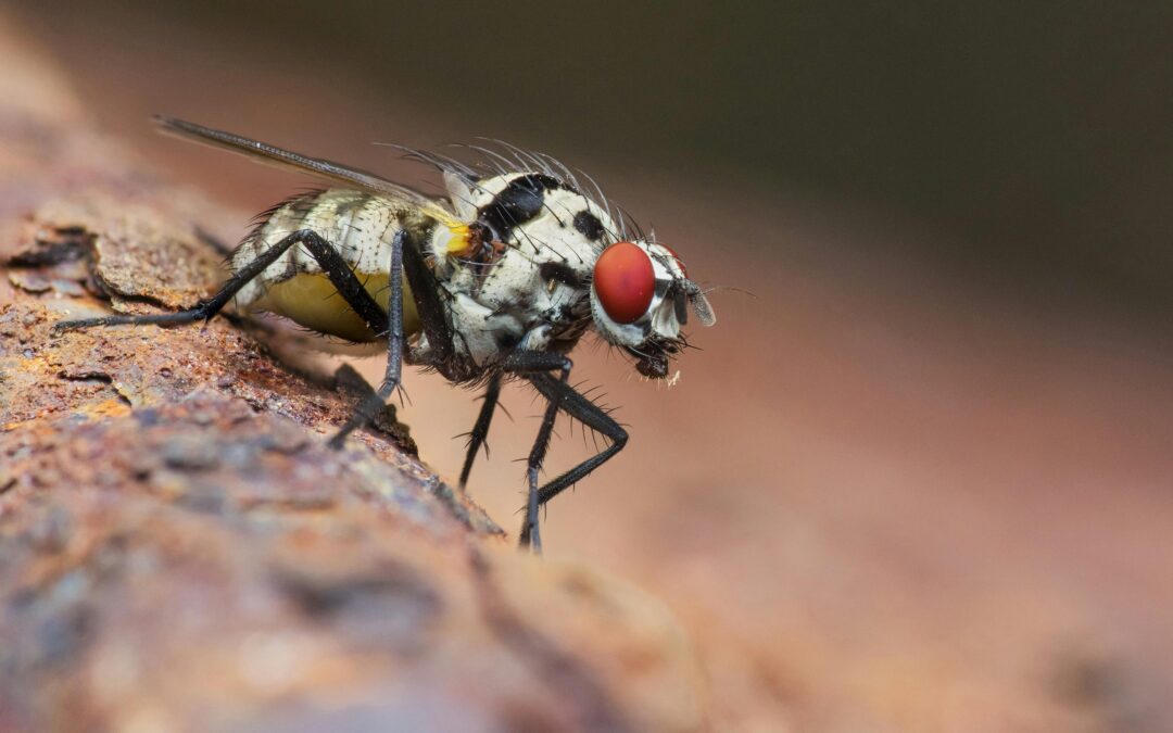 fruitvliegje