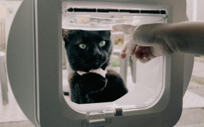 Kattenluik dichtmaken: slimme oplossingen voor elk type deur of muur