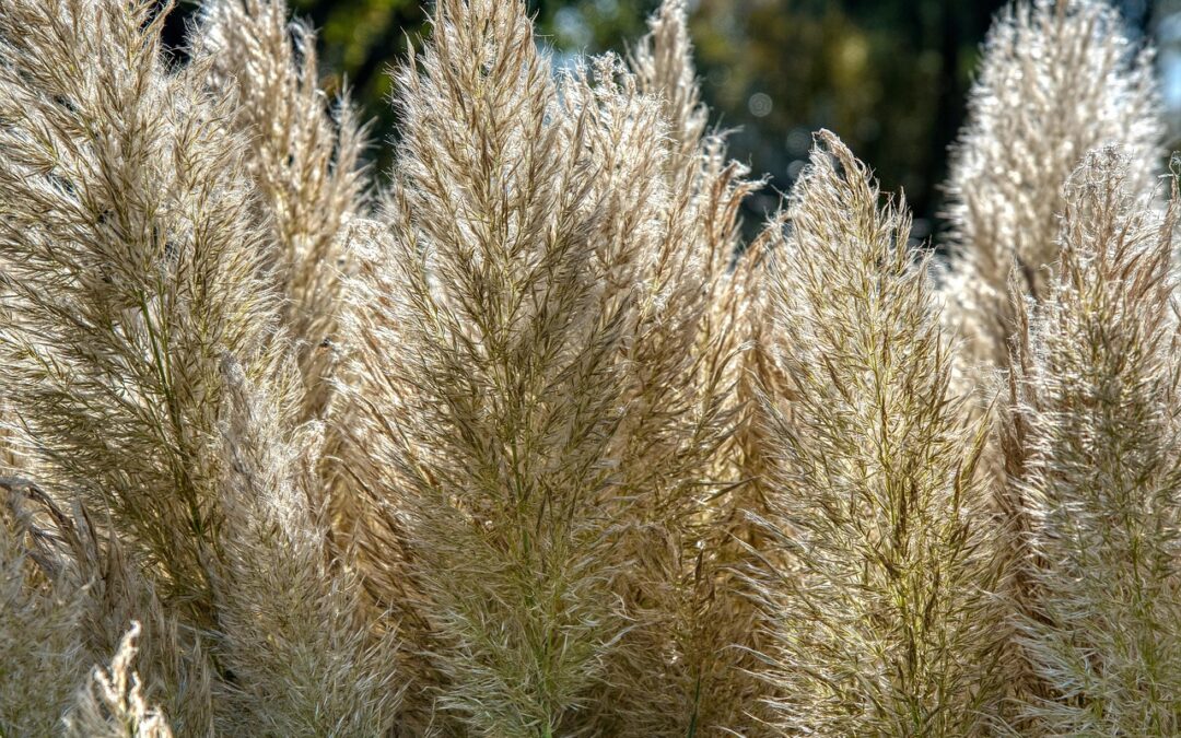 De 5 grootste nadelen van pampasgras in je tuin