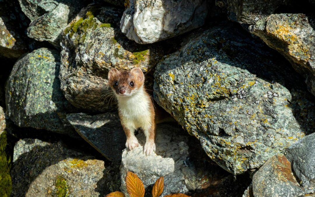 Hoe herken je een marterhol in je tuin of huis?