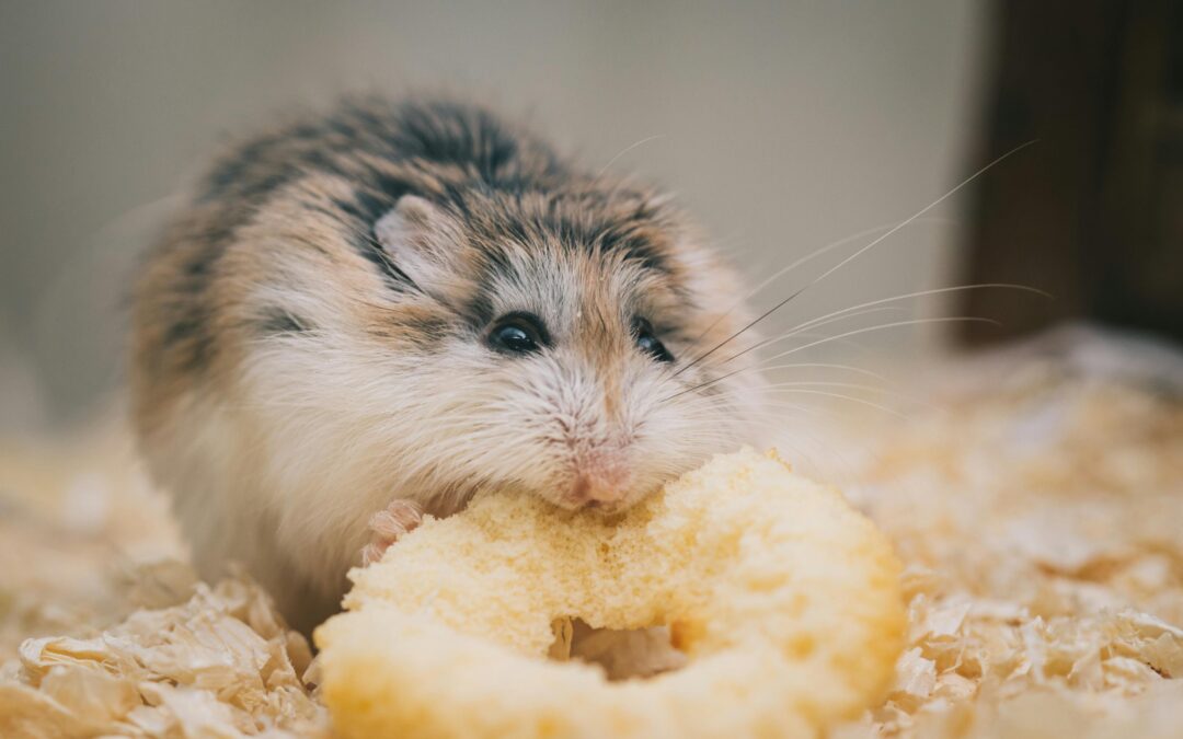 een hamster